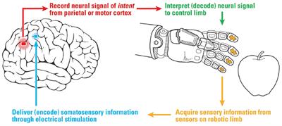 Engineering Artificial Somatosensation Through Cortical Stimulation in Humans